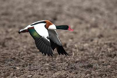 BB 11 0421 / Tadorna tadorna / Gravand